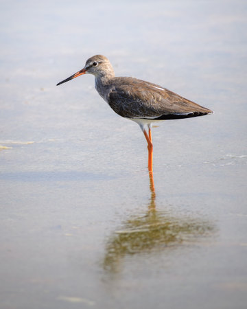 Common redshank (Tringa totanus) standing still on the shallow waters in Bundala national park.の写真素材