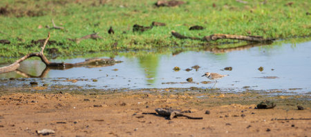 Lesser sand plover wading in Bundala national park.の写真素材