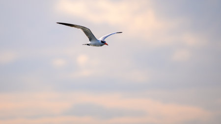Caspian Tern bird in flight against evening sunset skies. Serene atmosphere in Bundala national park, Sri Lankaの写真素材