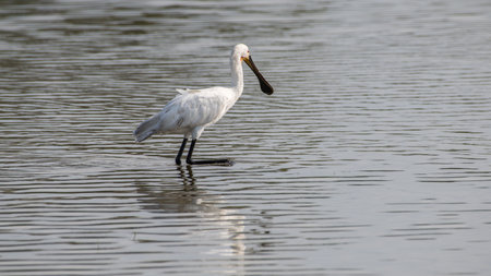 Eurasian spoonbill on shallow water lagoon in Bundala national park.の写真素材