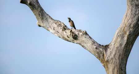 Rosy Starling on a tree trunk against the clear blue skies at Bundala national park.の写真素材