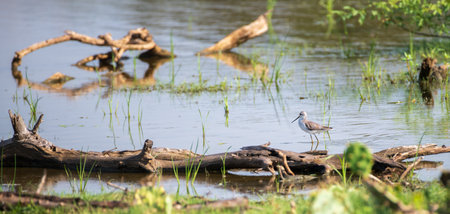 Marsh sandpiper (Tringa stagnatilis) beautiful natural habitat shot in Bundala national park.