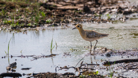 Pacific golden plover (Pluvialis Fulva) foraging in a mudflat at Bundala national park, Sri Lanka.の写真素材