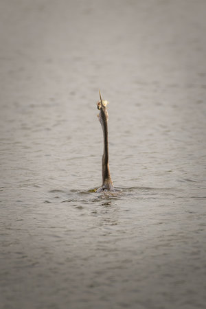 Oriental darter catching a freshwater fish in a lagoon at Bundala national park.の写真素材