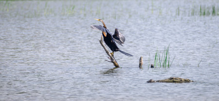 Oriental darter Drying out wings on a stick on the waters, and the danger lurking around corner, marsh crocodile swims closely to the darter at Bundala national park.の写真素材