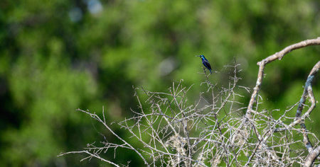 Purple Sunbird (Cinnyris asiaticus) at Yala National Park.の写真素材