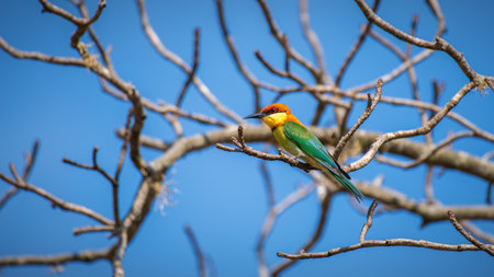 Chestnut-headed bee-eater (Merops leschenaulti) perch at Yala National Park.