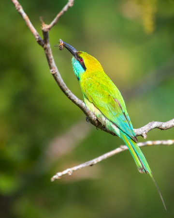 Green bee-eater eats a bee close up.の写真素材