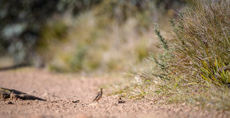Paddy Field Pipit (Anthus rufulus) bird standing on the gravel road in Horton Plains National Park, Sri Lankaの写真素材