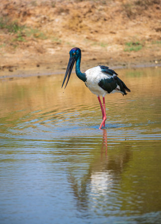 Black-necked Stork foraging at shallow water pond at Yala National Park. Close-up portrait photo of the largest and rarest bird in Sri Lanka.の写真素材