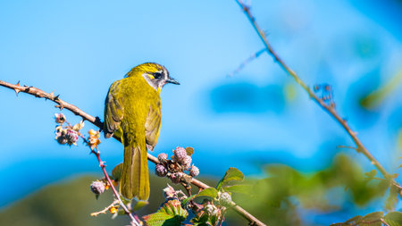 Yellow-eared bulbul bird perch on tree branch with wild berries at Horton Plains National Parkの写真素材