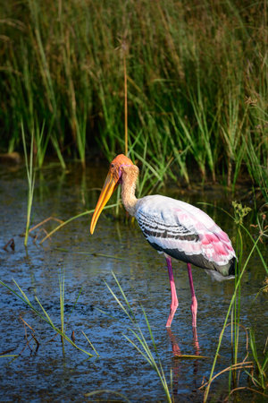 Painted stork wading in the marsh at Yala National Park.の写真素材
