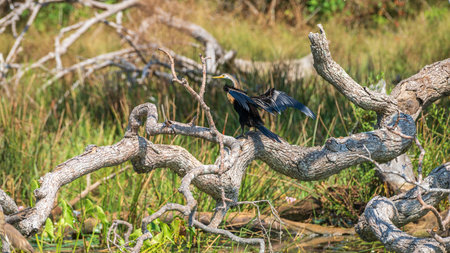 Oriental Darter drying itself with outstretched wings, perched on a fallen tree in Yala National Park.の写真素材