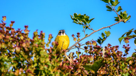 Yellow-eared bulbul bird perch, Horton Plains National Park