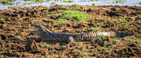 Mugger crocodile mouth gaping on a muddy water edge at Yala National Park.の写真素材