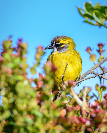Yellow-eared bulbul bird perch, Horton Plains National Parkの写真素材