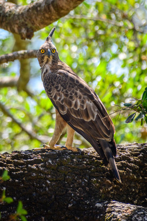 Crested hawk-eagle (Nisaetus cirrhatus) perch at Yala National Park.の写真素材