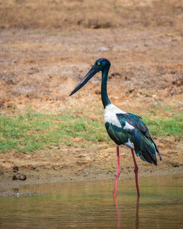 Black-necked Stork foraging at shallow water pond at Yala National Park. Close-up portrait photo of the largest and rarest bird in Sri Lanka.の写真素材