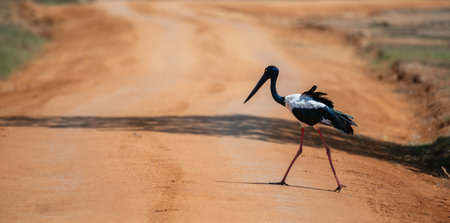 Black-necked Stork crossing the dirt road at Yala National Park. The tallest and rarest bird in Sri Lanka.の写真素材