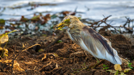 Indian pond heron eating a frog at Yala National Park.の写真素材