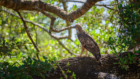 Crested hawk-eagle (Nisaetus cirrhatus) perch at Yala National Park.の写真素材