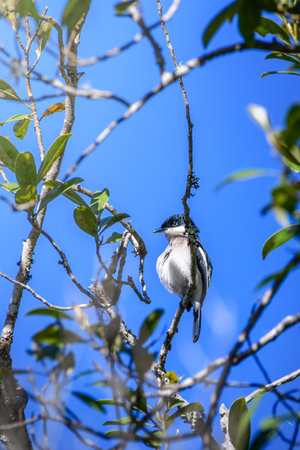 Bar-winged Flycatcher-shrike (Hemipus picatus) at Horton Plains National Park.の写真素材
