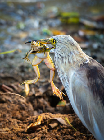 Indian pond heron eating a frog close up at Yala National Parkの写真素材