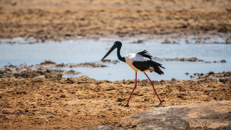 Black-necked Stork foraging for food near the drying up lake in Yala National Park.の写真素材
