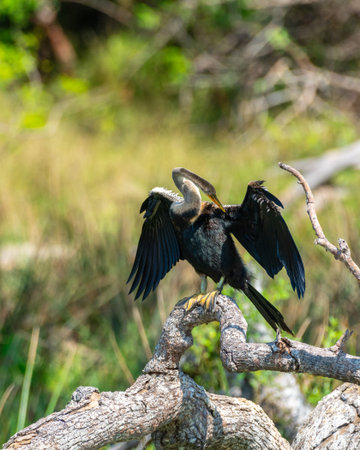 Oriental Darter drying itself with outstretched wings, perched on a fallen tree in Yala National...