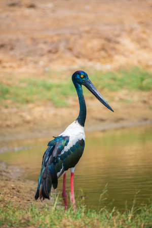 Black-necked Stork standing tall in the bank near the water body at Yala National Park. The largest and rarest bird in Sri Lanka.の写真素材