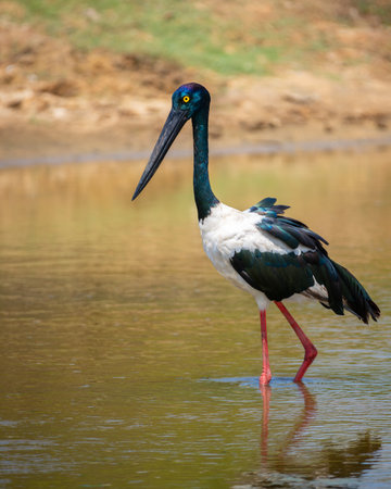 Black-necked Stork foraging at shallow water pond at Yala National Park. Close-up portrait photo of the tallest and rarest bird in Sri Lanka.の写真素材