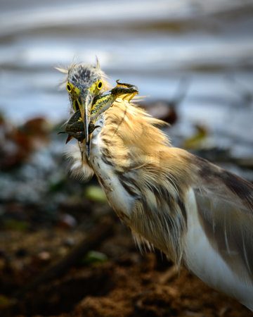 Indian pond heron eating a frog at Yala National Park.の写真素材