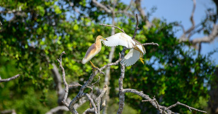 Indian Pond Heron pair with breeding plumage.