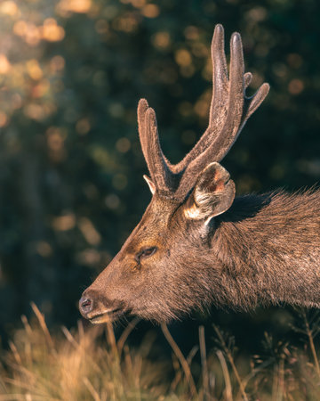 Sri Lankan sambar deer close-up portrait photograph at Horton Plains National Park (Rusa unicolor unicolor).の写真素材