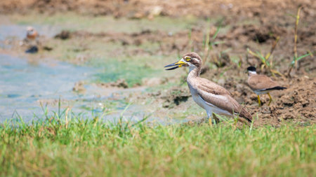 Great Thick-knee wading at Yala National Park.の写真素材