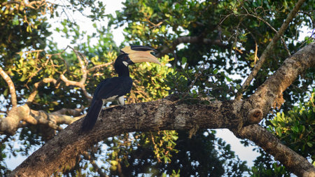 Great hornbill on a tree in the jungle of Sri Lanka.の写真素材