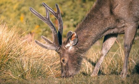 Sri Lankan sambar deer with antlers grazing at Horton Plains National Park close-up photograph.