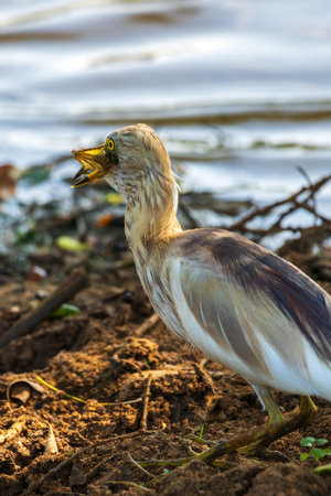 Indian pond heron eating a frog at Yala National Park.の写真素材