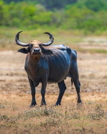 Sri Lankan Wild Water Buffalo (Bubalus bubalis) also called Asian buffalo stands in a dried-up close-up portrait shot taken at Yala National Park.の写真素材