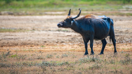 Wild Water Buffalo (Bubalus bubalis) also called Asian buffalo standing in a dried-up muddy field...