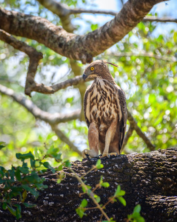 Crested hawk-eagle (Nisaetus cirrhatus) perch at Yala National Park.の写真素材