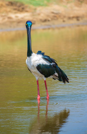 Black-necked Stork natural habitat shot at Yala National Park. The largest and rarest bird in Sri Lanka.の写真素材
