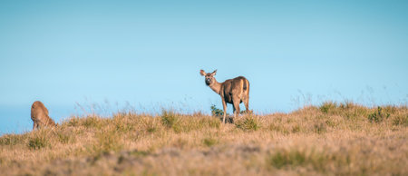 Female Sri Lankan sambar deer looking back, spotted at Horton Plains National Parkの写真素材