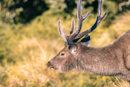 Sri Lankan sambar deer with beautiful antlers close-up portrait photograph at Horton Plains National Park (Rusa unicolor unicolor).の写真素材