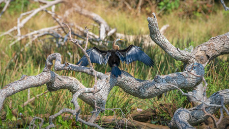 Oriental Darter drying itself with outstretched wings, perched on a fallen tree in Yala National Park.の写真素材