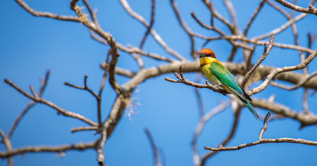 Chestnut-headed bee-eater (Merops leschenaulti) perch at Yala National Park.の写真素材