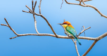 Beautiful Chestnut-headed bee-eater bird (Merops leschenaulti) perch isolated against clear blue skies at Yala National Parkの写真素材