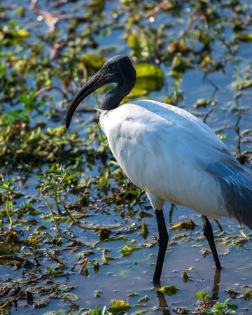 Black-headed Ibis bird close up at Yala National Park.の写真素材