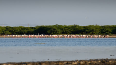A large flock of Greater Flamingos standing in water with lush greenery in the background at lagoons in Mannar, Sri Lanka.の写真素材