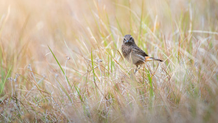 Pied Bushchat (Saxicola caprata) female bird in the grass at Horton Plains National Park.の写真素材